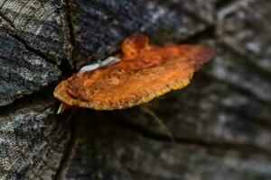 orange svamp på de trunk av en träd, la pampa provins, patagonien, argentina. foto