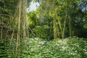 djungel, nära santa lucia mynning, söder afrika foto