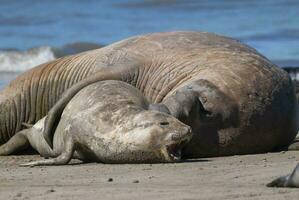 manlig elefant täta, halvö valdes, patagonien, argentina foto