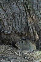 öken- cavi, lihue cal nationell parkera, la pampa provins, patagonien , argentina foto