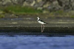 sydlig stylta, himantopus melanurus i flyg, la pampa provins, patagonien, argentina foto