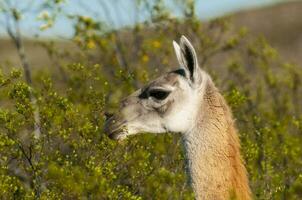 guanacos i lihue cal nationell parkera, la pampa, patagonien, argentina. foto