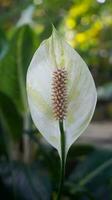 lili perdamaian eller spathiphyllum wallisii foto