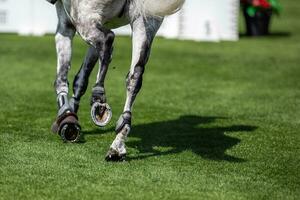 sport visa Hoppar häst galopperande på gräs arena ben närbild foto