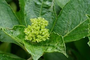 gryende hortensia blommor foto