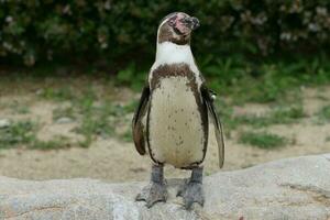 humboldt pingvin stående foto