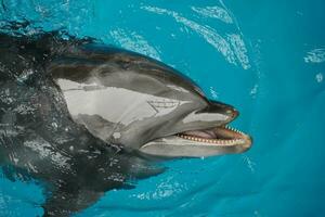 delfin porträtt stänga upp foto