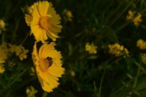 bin samla honung bland gul blommor i midsommar foto