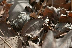i höst, pålar av torr löv, textur klart synlig foto