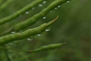 efter de regn, droppar av vatten vänster på de löv, regndroppar foto