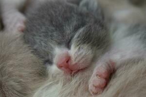 nyfödd kattunge, sovande foto