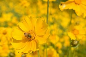 bin samla honung bland gul blommor i midsommar foto