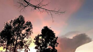 skapa skönhet landskap, med rosa, blå himmel ser träd. natur atmosfär kväll är ljus och charmig i landsbygden, thailand. foto