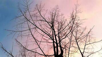 skapa skönhet landskap, med rosa, blå himmel ser upp bladlösa träd. natur atmosfär kväll är ljus och charmig i landsbygden, thailand. foto