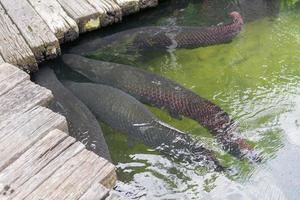 arapaima gigas i vatten foto