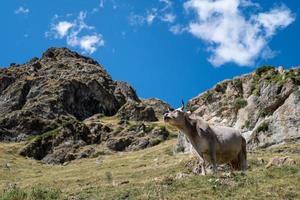 en ko i Pyrenéerna i Spanien foto