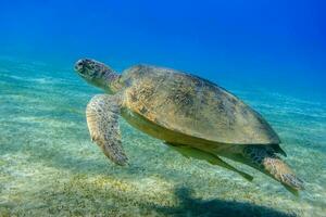 grön hav sköldpadda svävande i klar blå hav vatten och grön havsgräs på de havsbotten i egypten foto