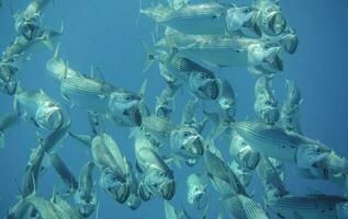 massa av stor mun makrill fiskar simning stänga med öppen mun under dykning foto