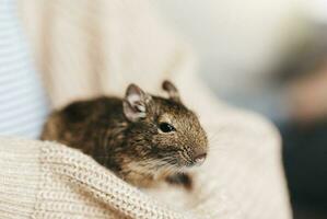 ung flicka spelar med små djur- degu ekorre. foto