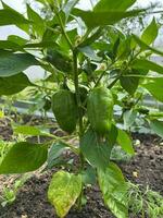 peppar växer i en trädgård komplott i en växthus foto