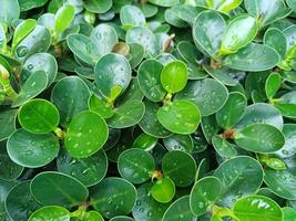 grupp av ficus annulata med släppa regn, runt form grön löv natur bakgrund. foto