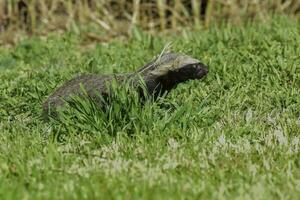 liten grison, pampas, patagonien, argentina foto