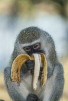 vervet apa äter en banan, kruger nationell park, söder afrika foto