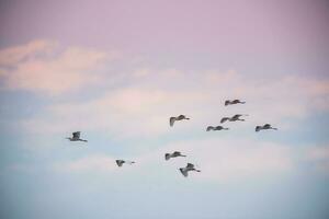 flock av hägrar flygande, Patagonien, Argentina foto