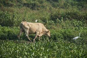 egtet stående på de tillbaka av en tjur, pantanal, Brasilien foto