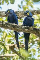 hyacint ara par parning, pantanal skog, Brasilien foto