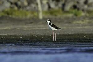 sydlig stylta, himantopus melanurus i flyg, la pampa provins, patagonien, argentina foto