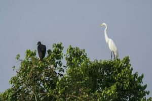 bra vit häger i skog miljö, pantanal, Brasilien foto