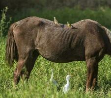 häst och vit hägrar, pantanal , brasil foto