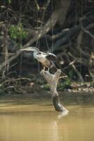 anhinga på de banker av de flod cuiaba, mato grosso, pantanal, Brasilien foto