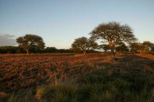 pampas träd landskap, la pampa provins, patagonien, argentina. foto