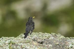 chiguanco trast, turdus chiguanco, högland gräsmarker i pampa de achala , quebrada del condorito nationell park, Cordoba provins, argentina foto