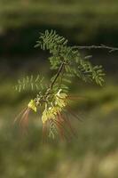 vild blomma i patagonien, Caesalpinia gilliesii, la pampa, argentina. foto