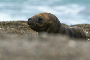 söder amerikan hav lejon (otaria flavescens) kvinna, halvö valdes ,chubut,patagonien, argentina foto