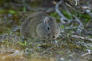 öken- cavi, lihue cal nationell parkera, la pampa provins, patagonien , argentina foto