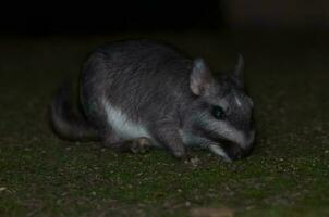 vizcacha , lagostomus maximus, el palmar nationell parkera , entre rios provins, argentina foto