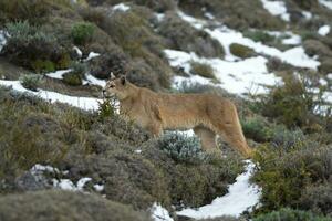 puma gående i berg miljö, torres del paine nationell parkera, patagonien, Chile. foto