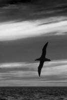 jätte petrel i flyg, patagonien, argentina. foto