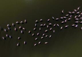 flamingos i patagonien , antenn se foto