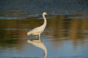 snöig hägrar, egretta thula , uppflugen, la pampa provins, patagonien, argentina. foto