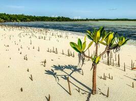 mangrove växande i de sand på en tropisk strand foto