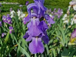 Fantastisk vår färger i blommor, besök till de botanisk trädgård foto