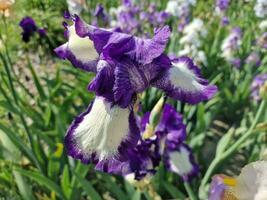 Fantastisk vår färger i blommor, besök till de botanisk trädgård foto