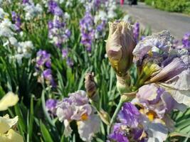 Fantastisk vår färger i blommor, besök till de botanisk trädgård foto