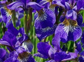 Fantastisk vår färger i blommor, besök till de botanisk trädgård foto