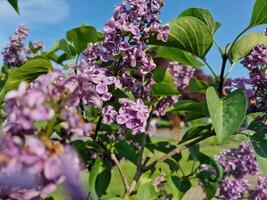 Fantastisk vår färger i blommor, besök till de botanisk trädgård foto